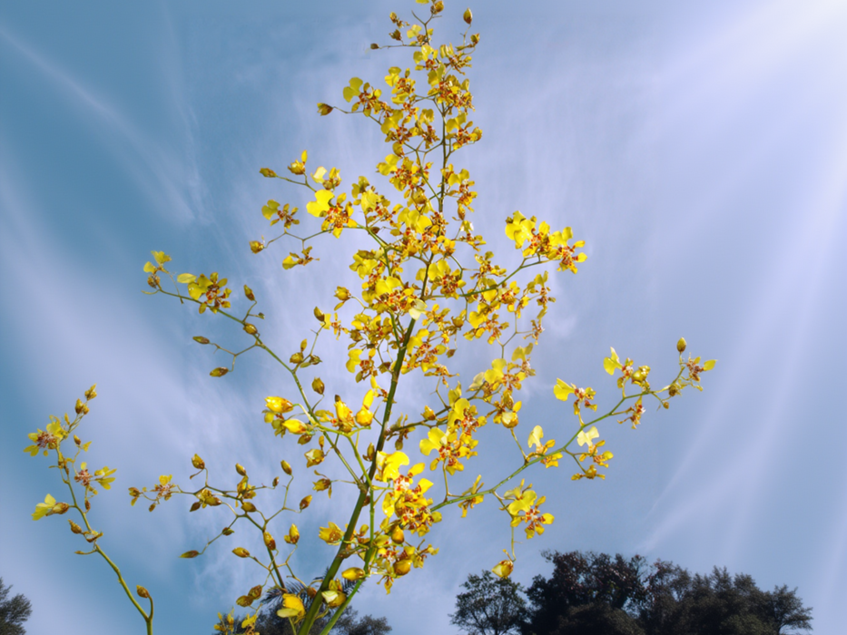 Oncidium nebulosum
