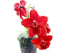 Cyrtocidium Sangre de Cristo