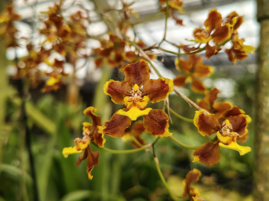 Oncidium planilabre
