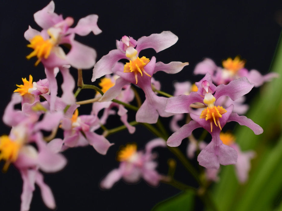 Oncidium sotoanum