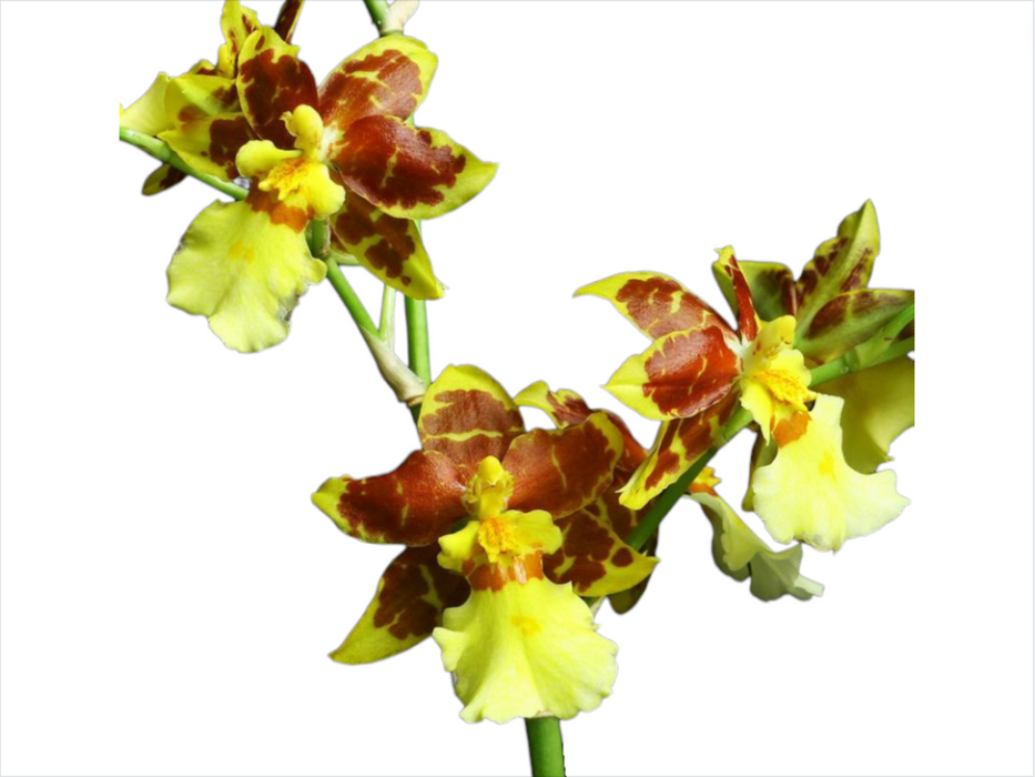 Oncidium sphacelatum