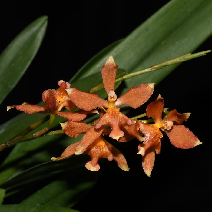 Oncidium peltiforme x Onc. noezlianum