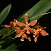 Oncidium Kiss Me