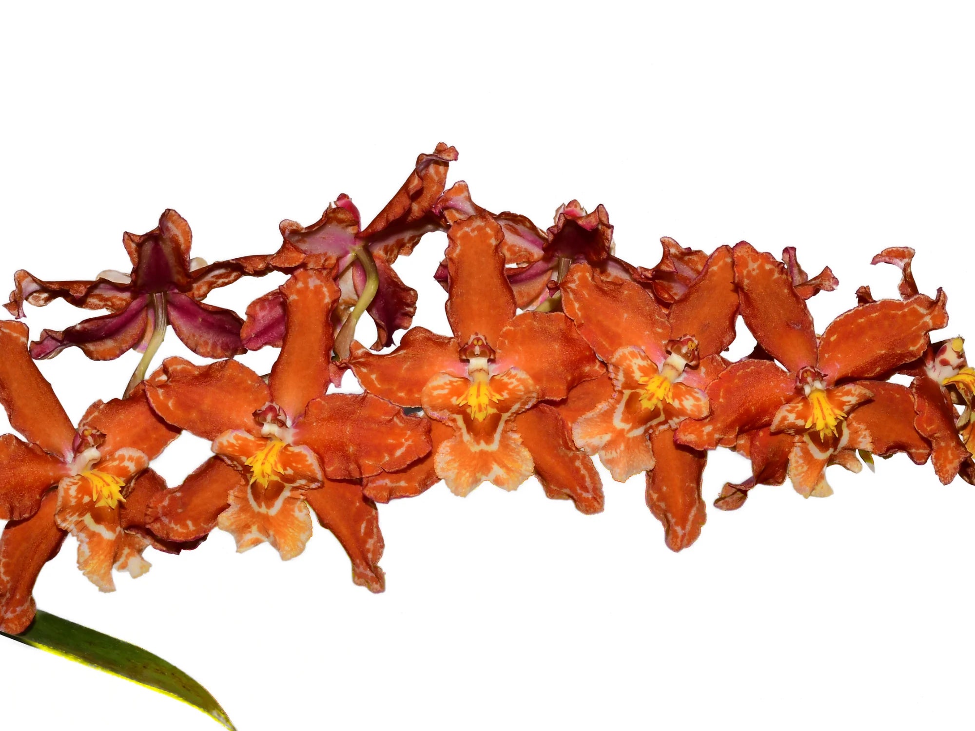 Oncostele Carolina Jijon - Vibrant Orange Hybrid Orchid