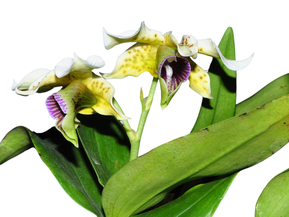 Oxystophyllum atropurpureum