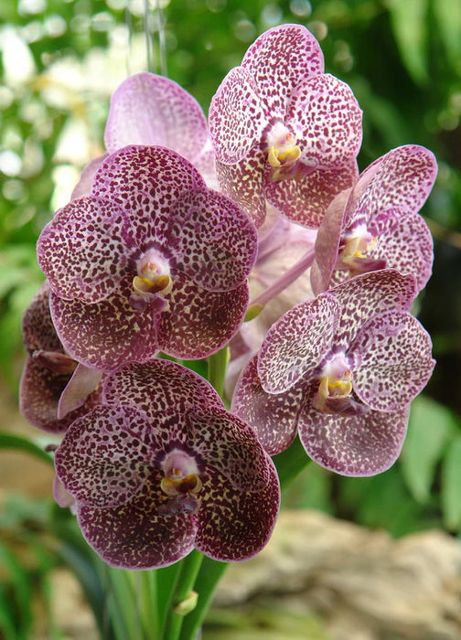 Vanda Kulwadee Fragance #27