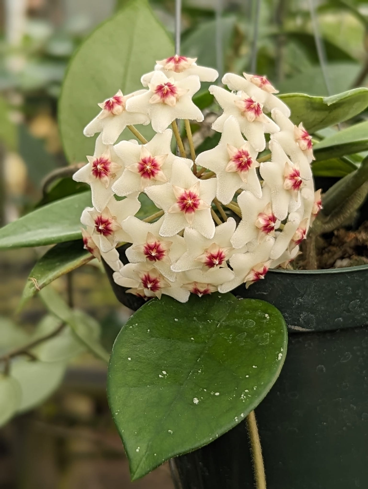 Hoya carnosa white pink — Ecuagenera USA Corp