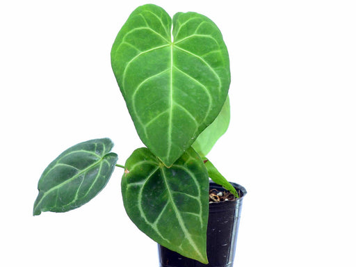 Anthurium besseae aff (medium) — Ecuagenera USA Corp