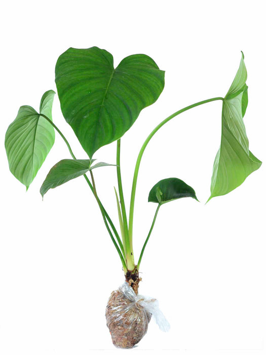 philodendron cataphyll Philodendron roseocataphyllum - Rose-Colored Cataphyll Aroid