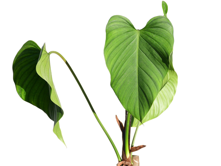 cataphyll philodendron Philodendron roseocataphyllum - Rose-Colored Cataphyll Aroid