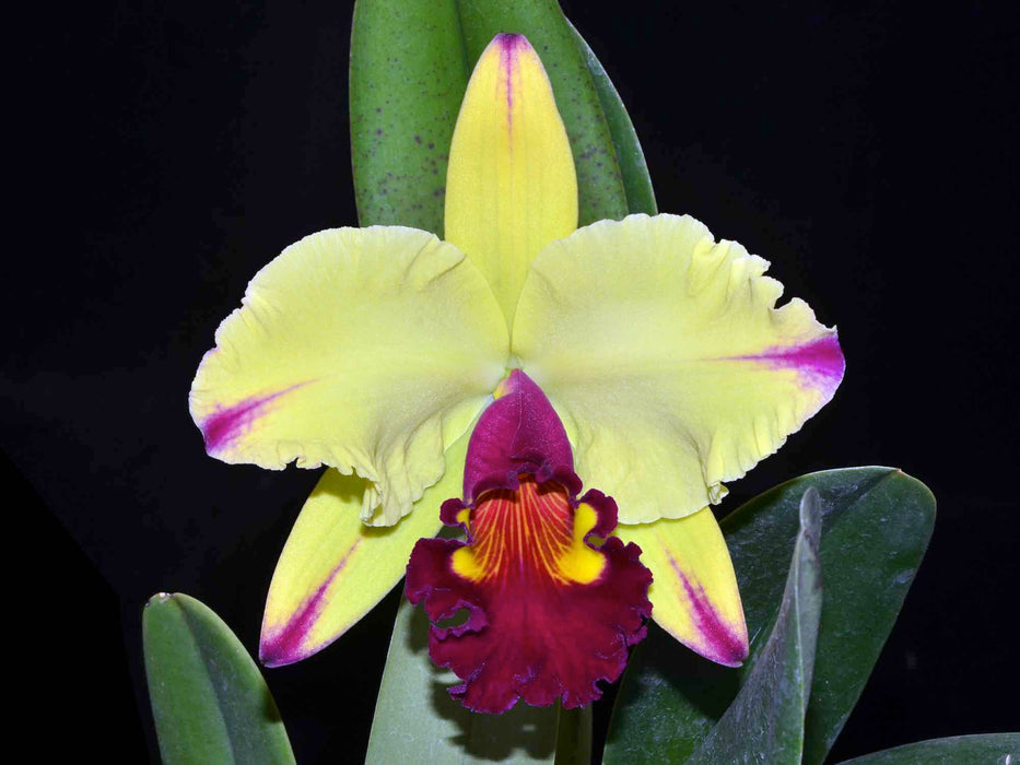 Rhyncholaeliocattleya Dora Louise Capen Lea