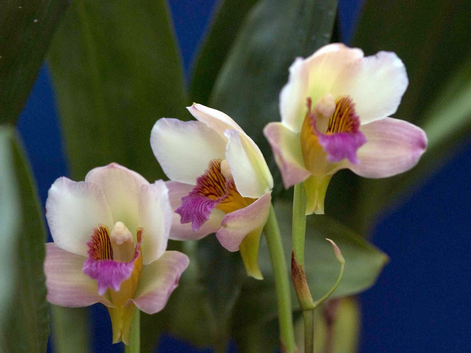 Bifrenaria harrisoniae