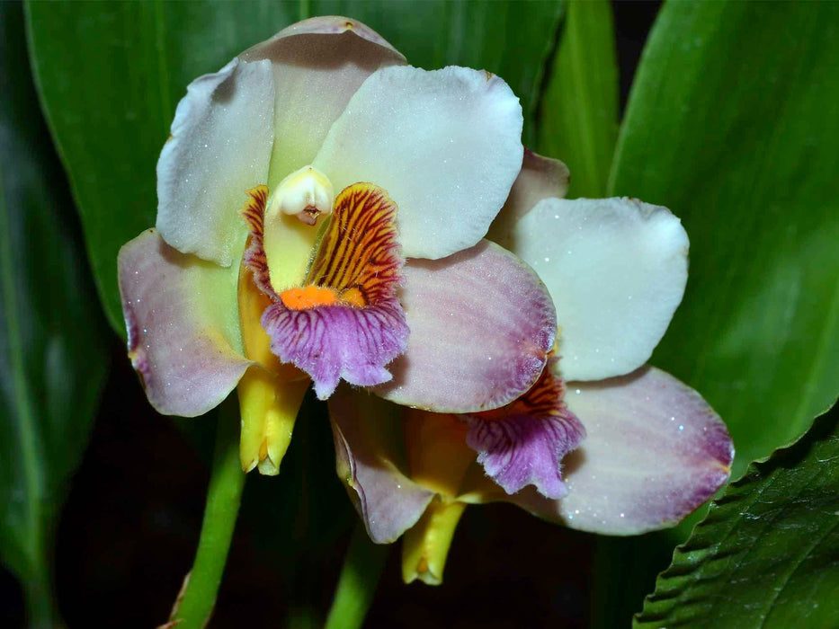 Bifrenaria harrisoniae