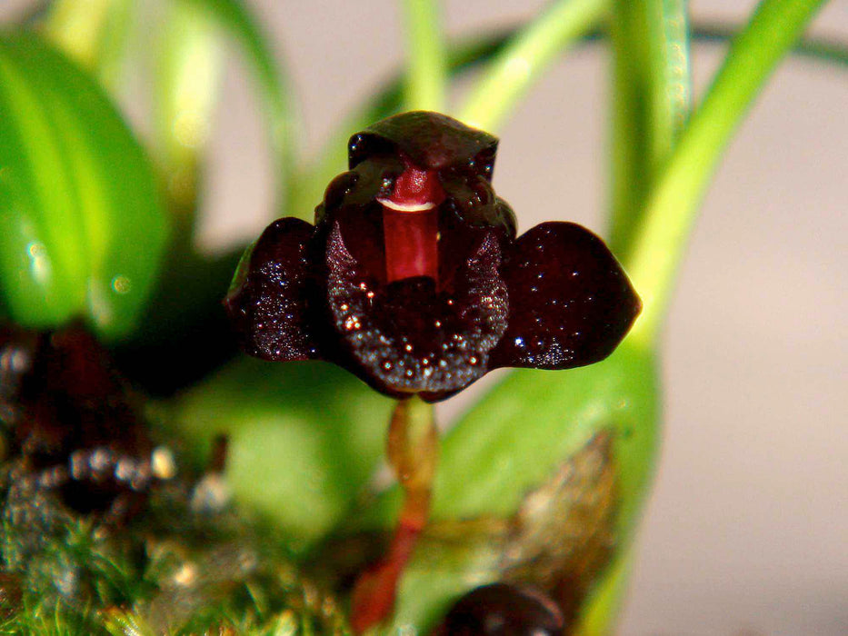 Brasiliorchis schunkeana