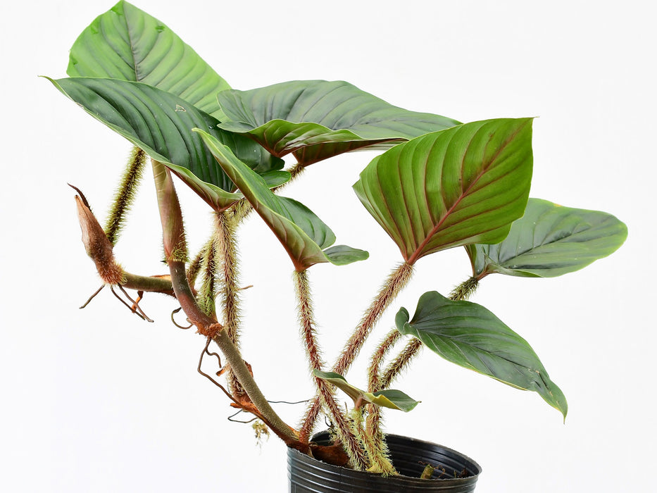 philodendron serpens x verrucosum Philodendron serpens — Ecuagenera USA Corp