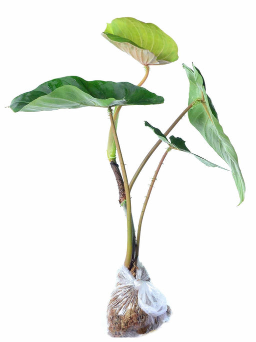 philodendron fibrosum type Philodendron fibrosum — Ecuagenera USA Corp