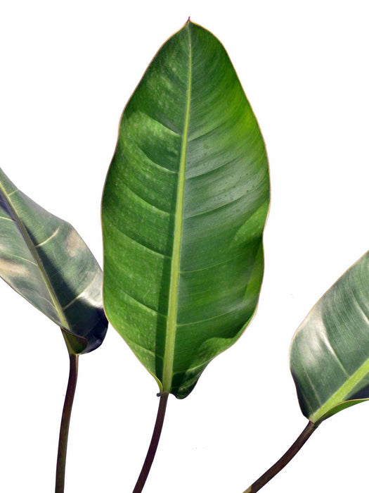 Philodendron pulchrum