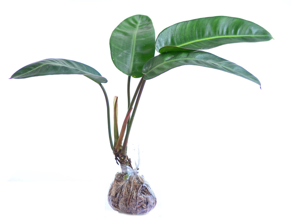 Philodendron pulchrum