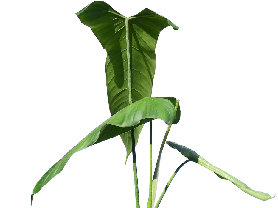 Philodendron sharoniae Goat