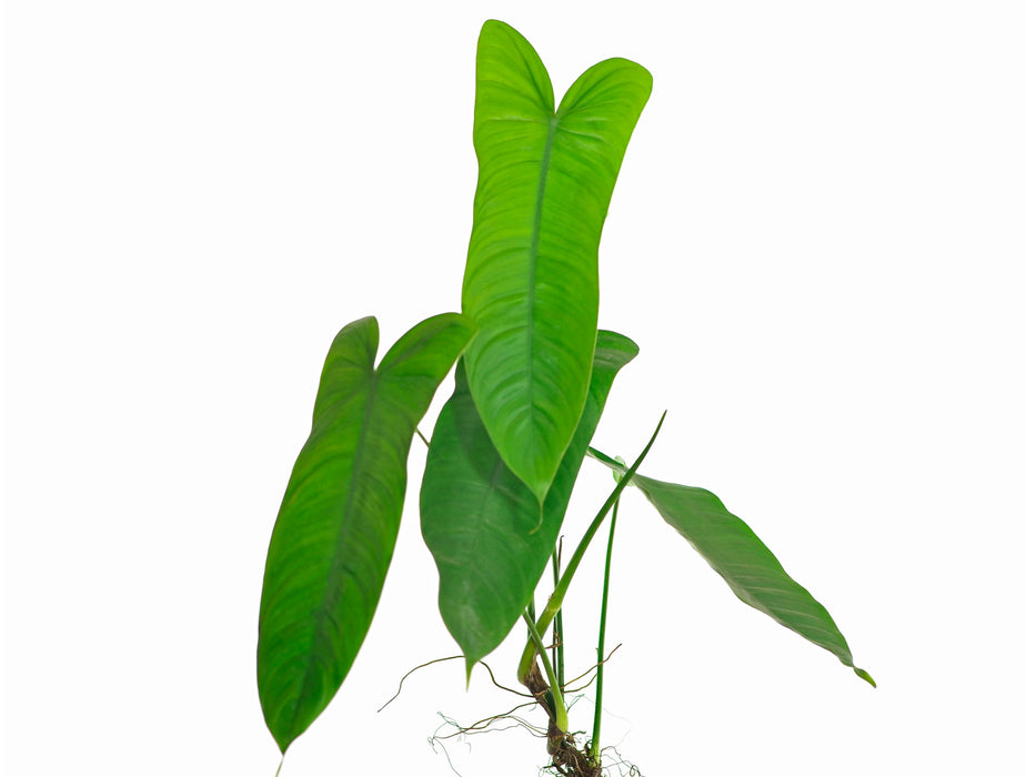 philodendron sharoniae care Philodendron sharoniae — Ecuagenera USA Corp