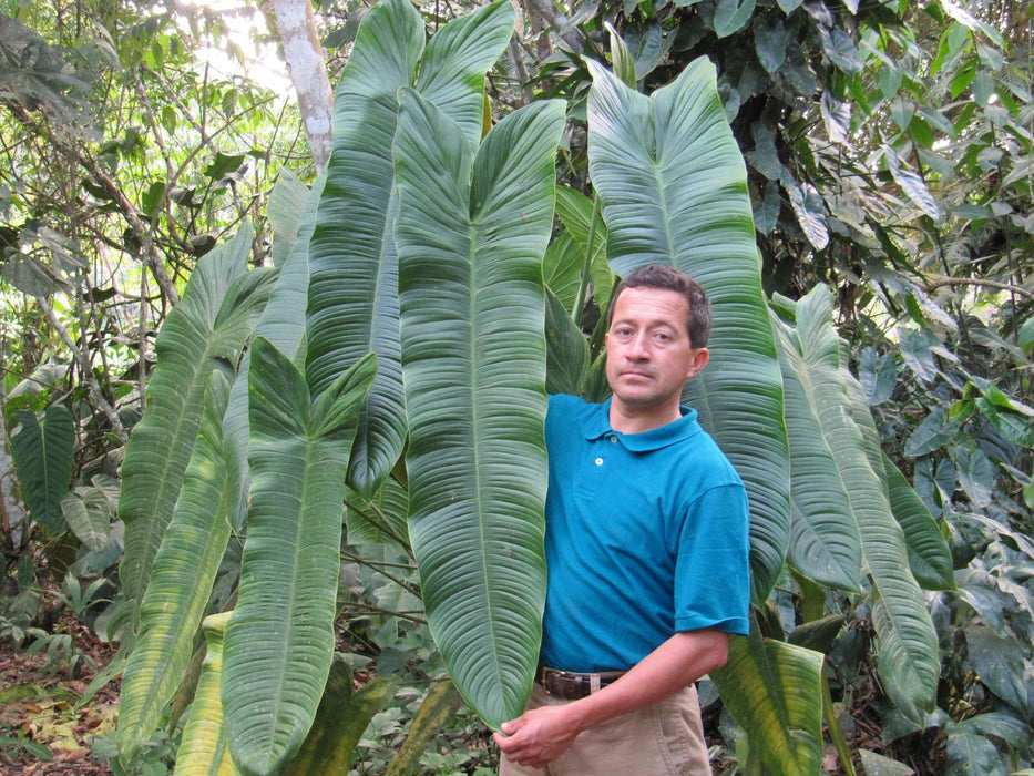 philodendron sharoniae care Philodendron sharoniae 'Mosquera'