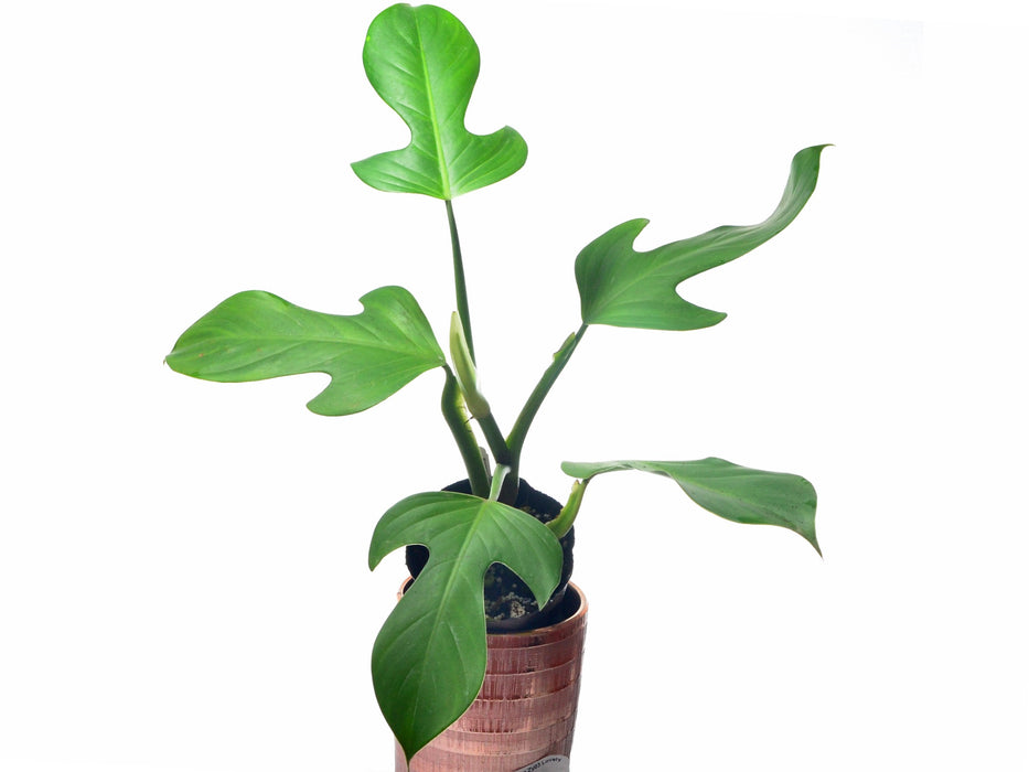 Philodendron panduriforme