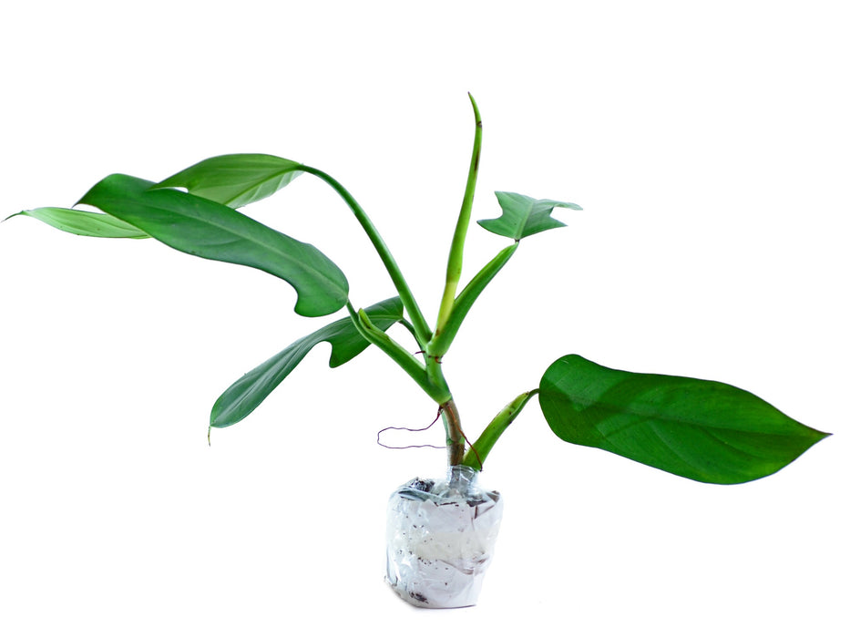 Philodendron panduriforme