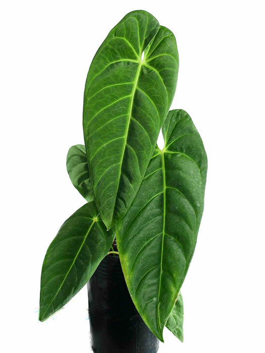 anthurium metallicum Anthurium metallicum (medium)