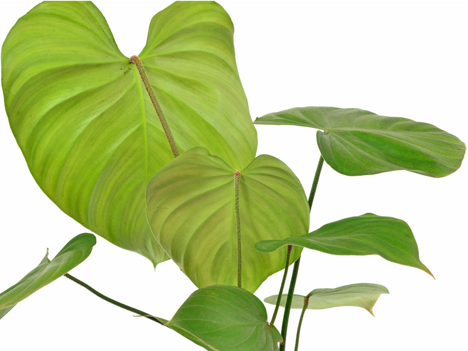 Philodendron nangaritense