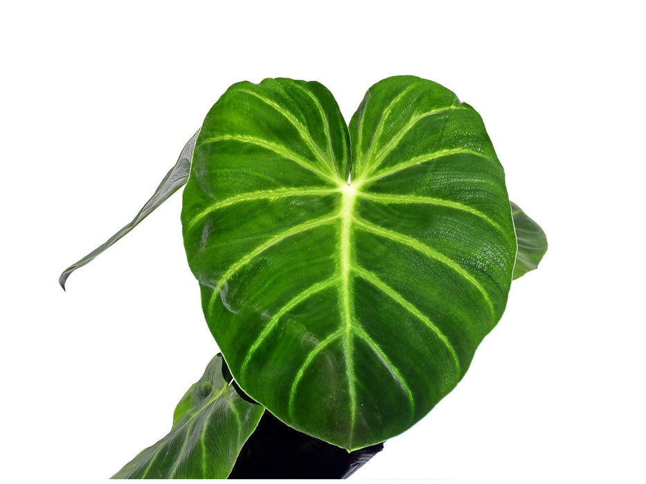 philodendron luxurians Philodendron luxurians — Ecuagenera USA Corp