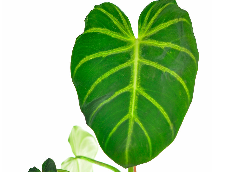 Philodendron luxurians