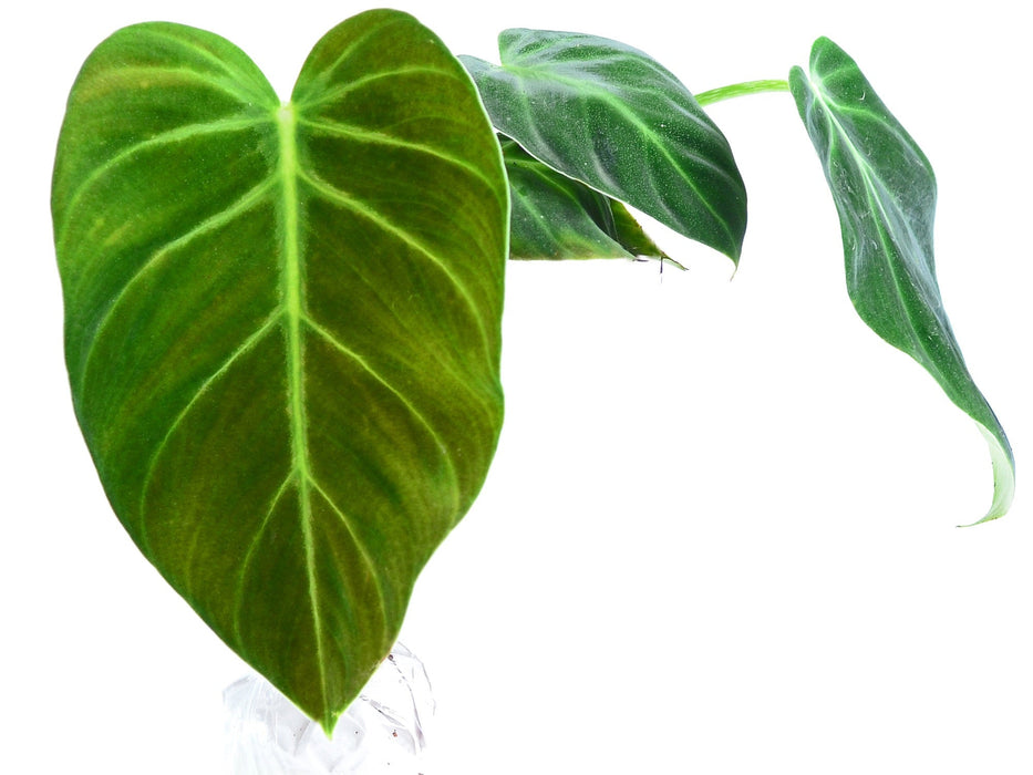 philodendron luxurian Philodendron luxurians — Ecuagenera USA Corp