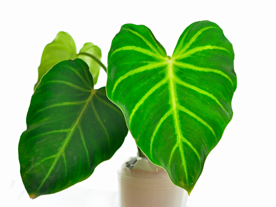 luxurians philodendron Philodendron luxurians — Ecuagenera USA Corp