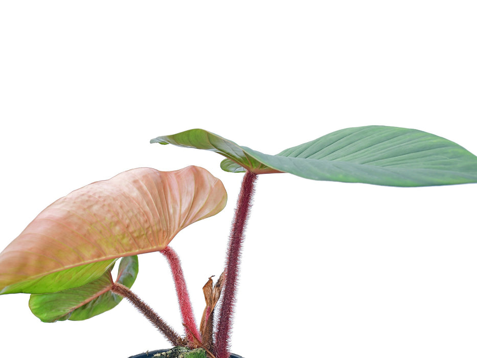 Philodendron squamicaule Blushing