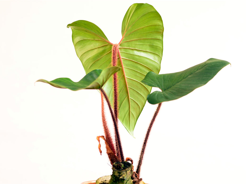 Philodendron squamicaule Blushing