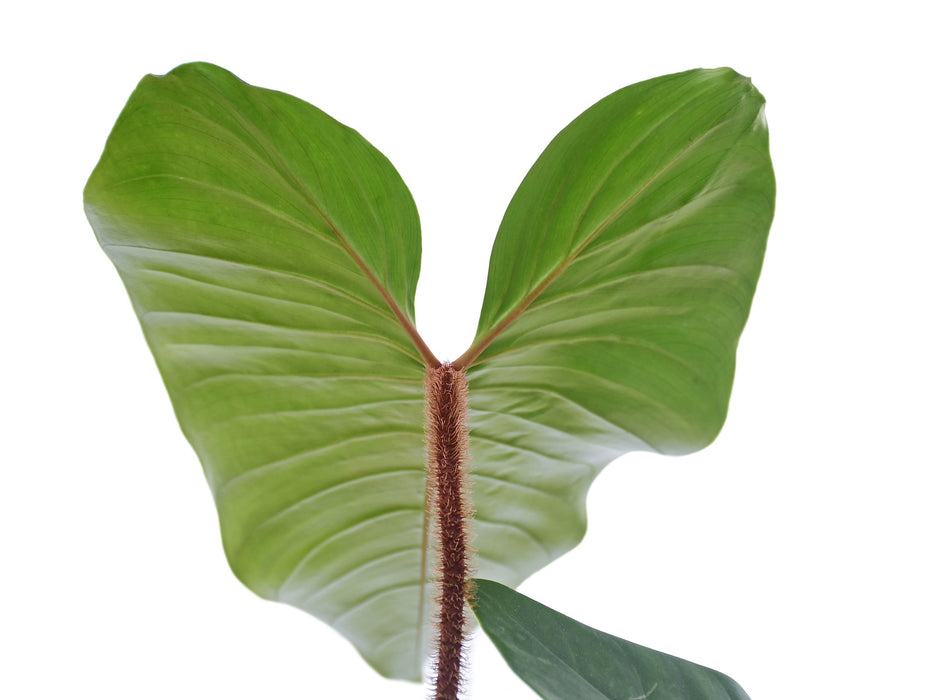 Philodendron squamicaule Blushing