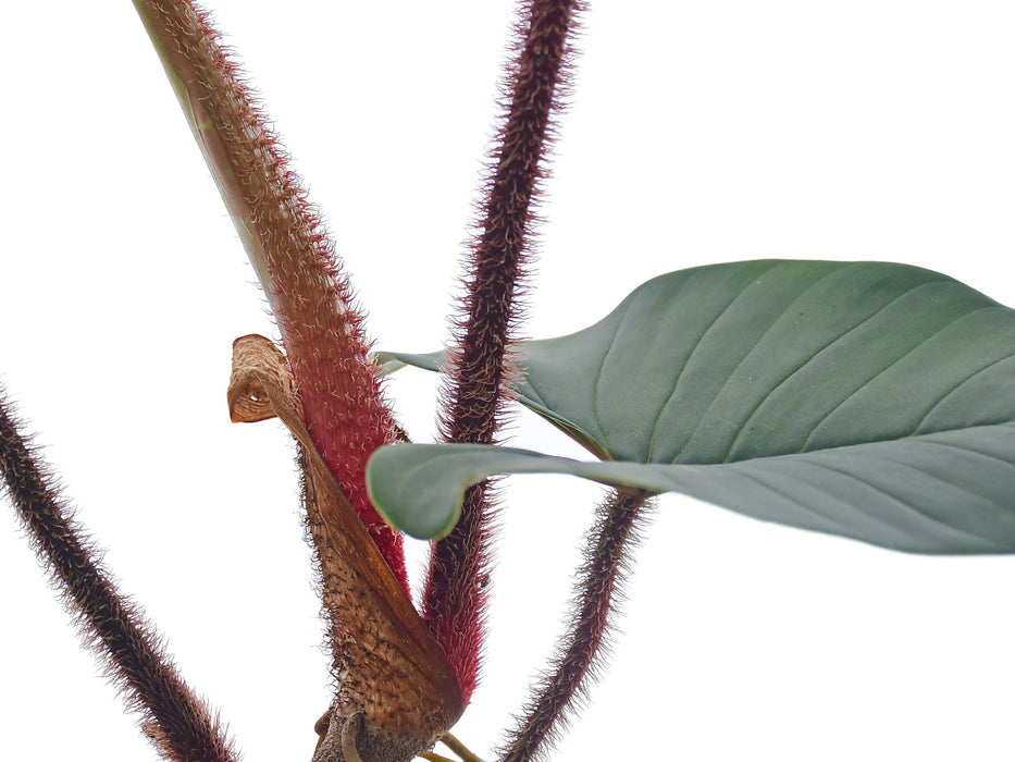 Philodendron squamicaule Blushing