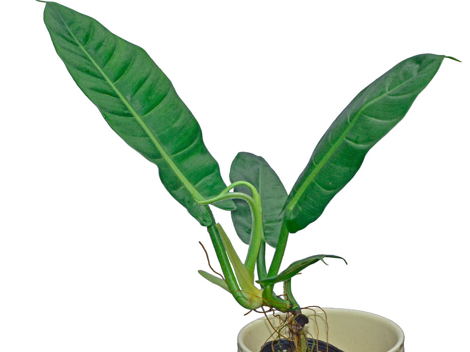 Philodendron parvilobum