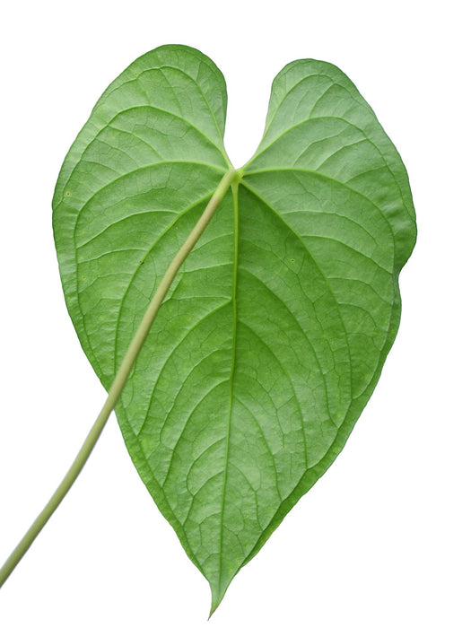 Anthurium longistrorsum