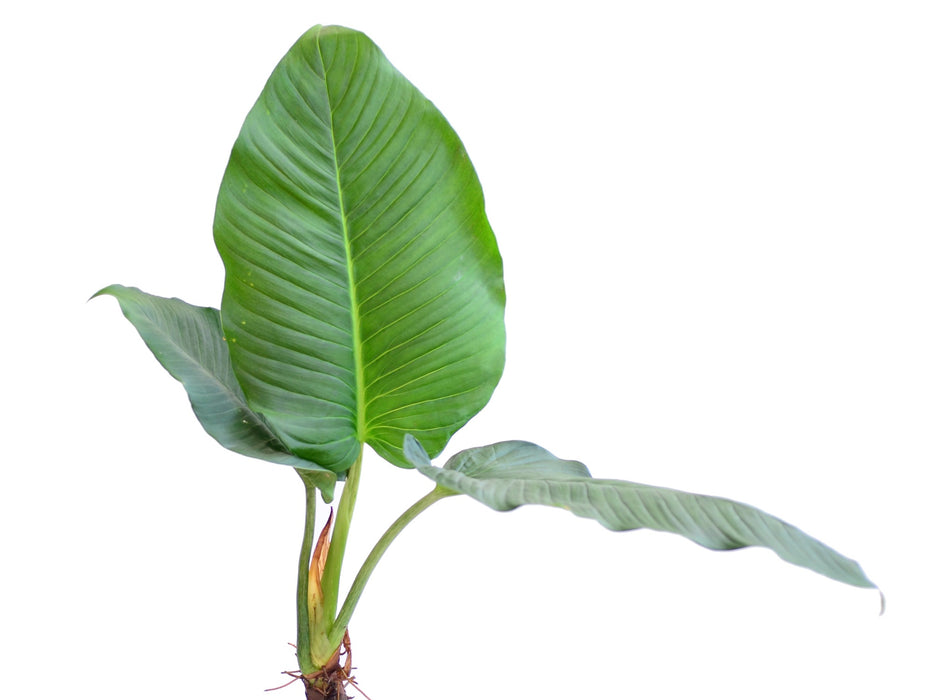 Philodendron rugapetiolatum aff