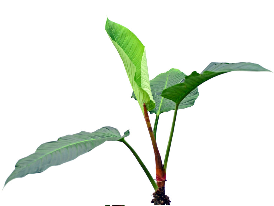 rugapetiolatum philodendron Philodendron rugapetiolatum aff
