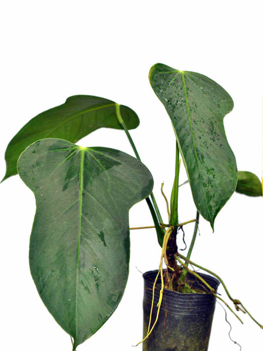 Anthurium bomboizense