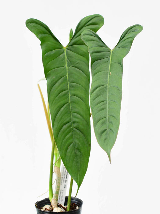 Philodendron pinnatilobum aff