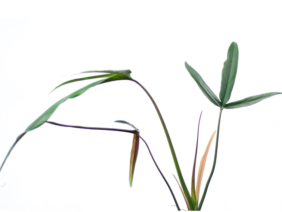 Philodendron paloraense (seedling)