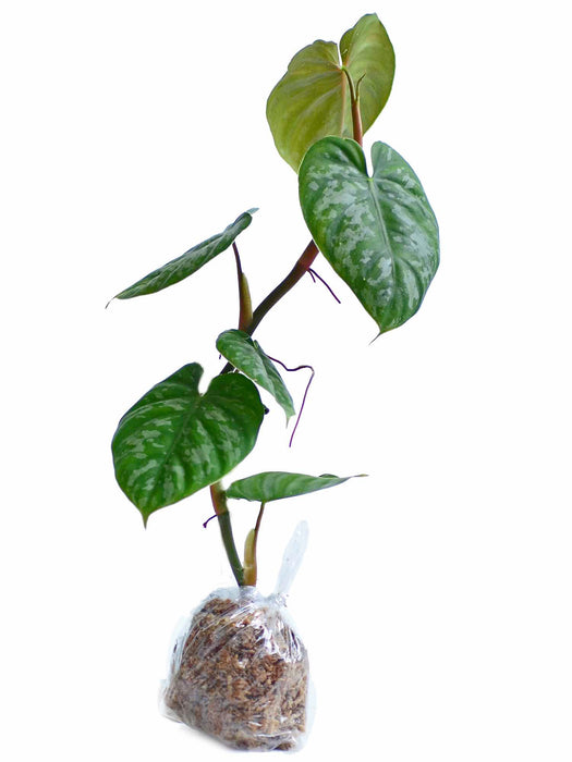 Philodendron brandtianum