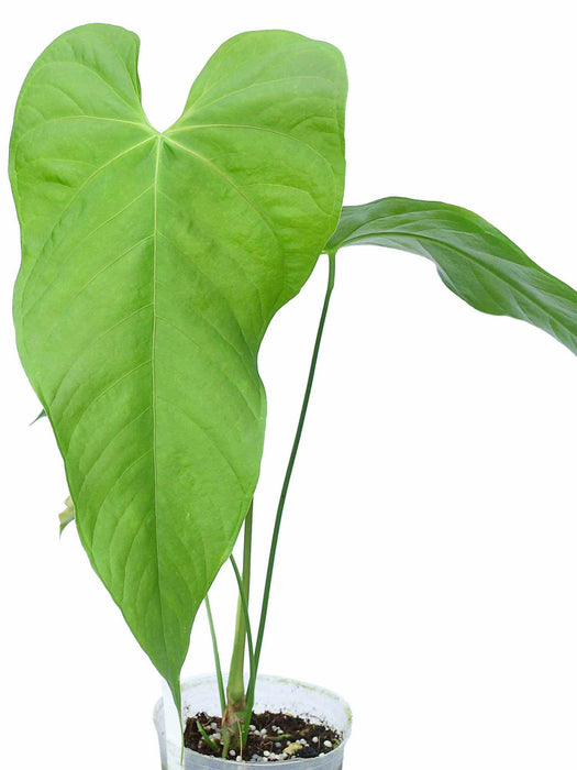 Anthurium balaoanum