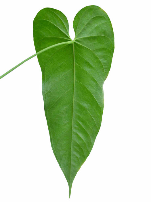 Anthurium balaoanum