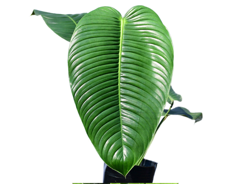 philodendron acutifolium ecuagenera Philodendron scherberichii Ecuagenera (S)