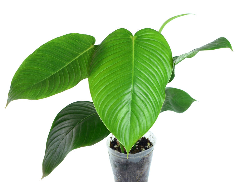 philodendron acutifolium ecuagenera Philodendron scherberichii Ecuagenera (S)
