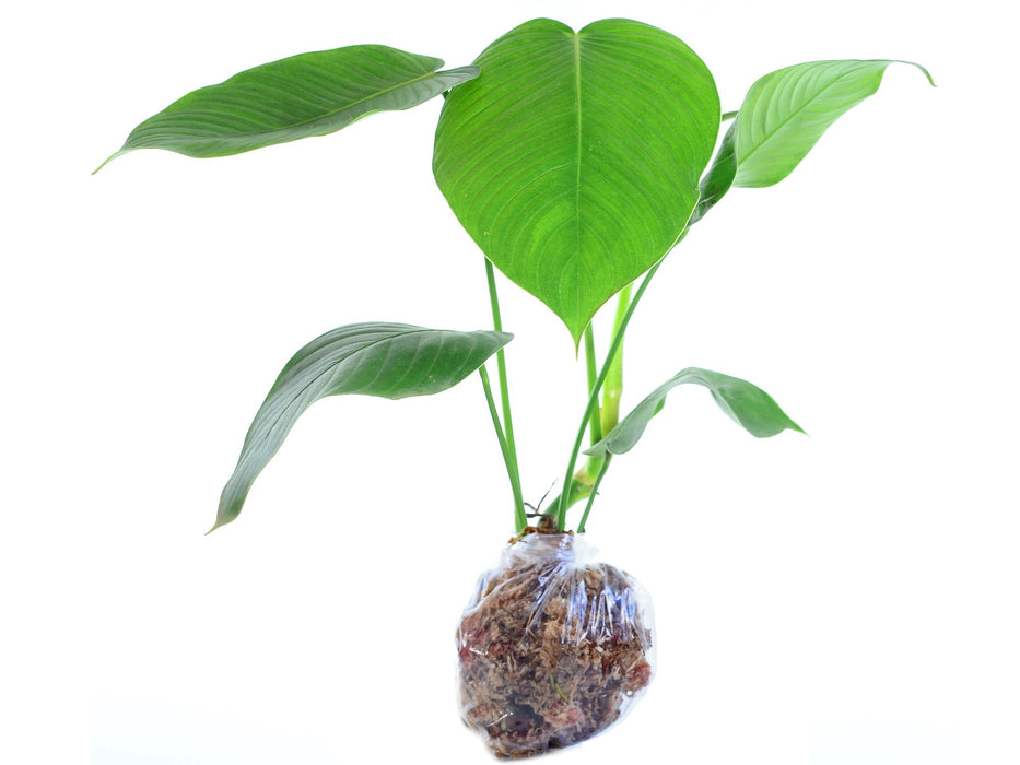 philodendron heterocraspedon x scherberichii Philodendron scherberichii Ecuagenera — Ecuagenera USA Corp